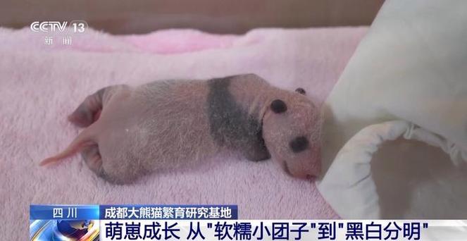 幼崽什么意思缩略图