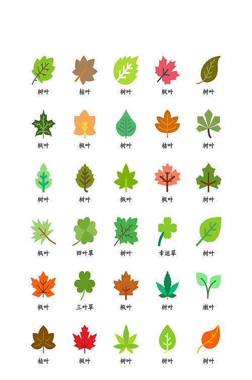 50种常见树叶名称游戏截图
