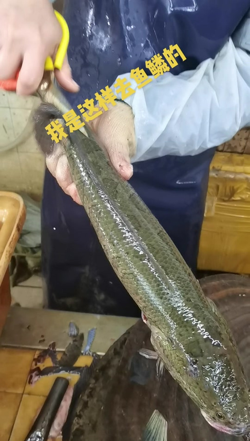 黑鱼是无鳞鱼还是有鳞鱼缩略图