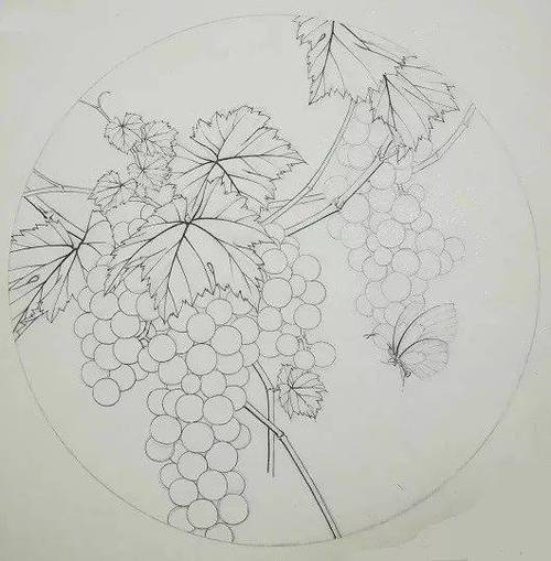 葡萄绘画作品大全图片缩略图