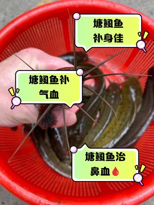亚硫火喷吐鱼的作用图标