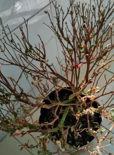 花突然死了预示什么缩略图
