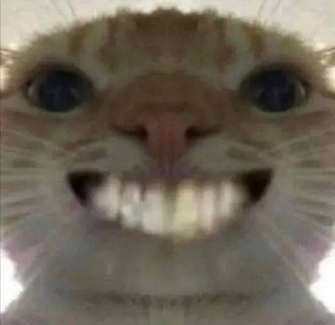 猫表情包 搞笑缩略图