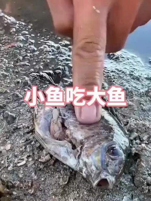 小鱼吃大鱼缩略图