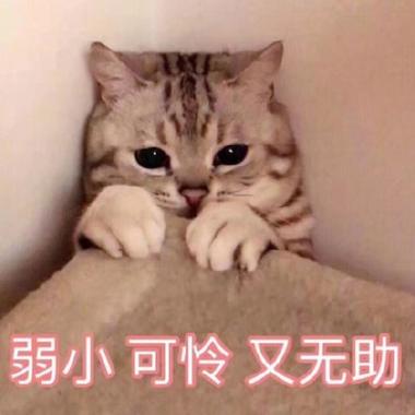 可爱又可怜表情包图片游戏截图