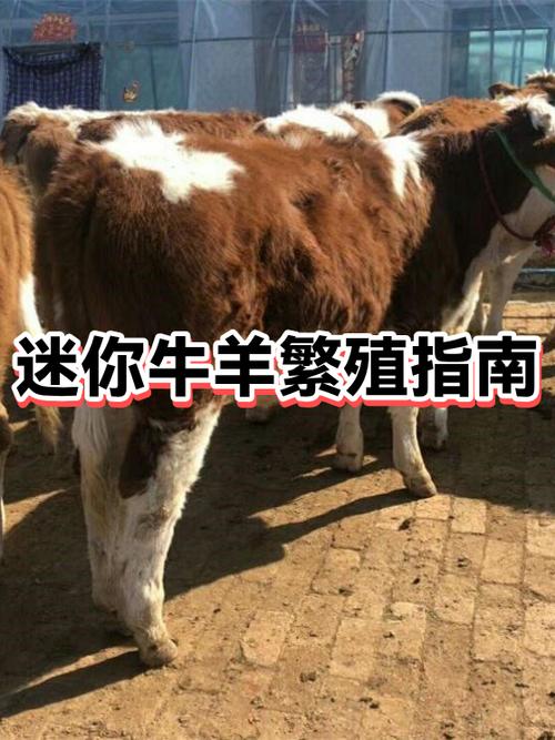 迷你世界怎么让牛繁殖缩略图