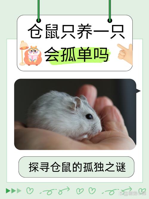 一只仓鼠会孤单吗缩略图