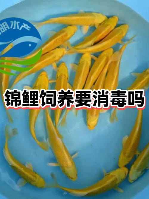 锦鲤益生菌用好还是不用缩略图