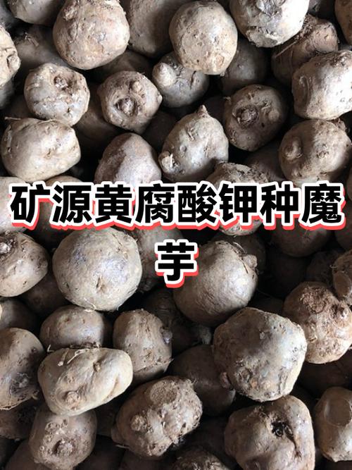 魔芋是什么缩略图