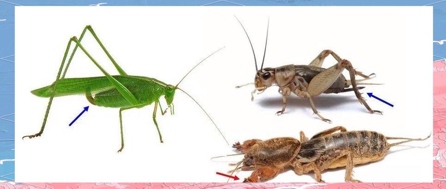 蝈蝈蝈和蟋蟀是什么昆虫游戏截图