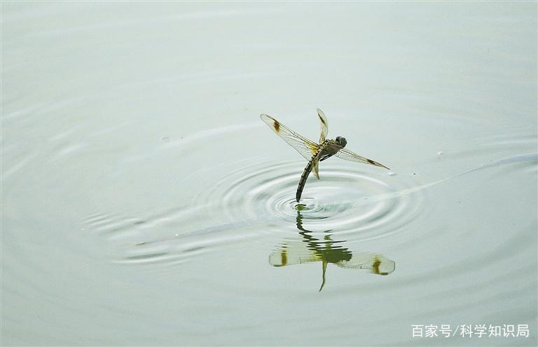 蜻蜓点水的由来和意义图标