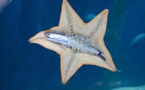 海星怎么捕食东西