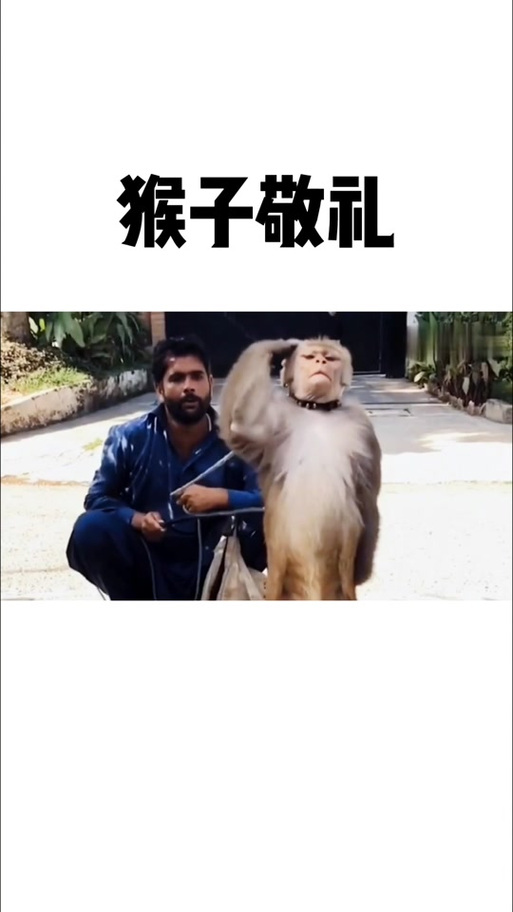 猴子敬礼表情包缩略图