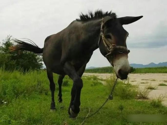 马骡和驴骡哪个更猛缩略图