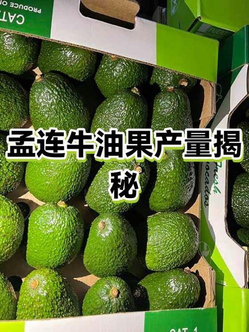 牛油果哪里产的最好缩略图