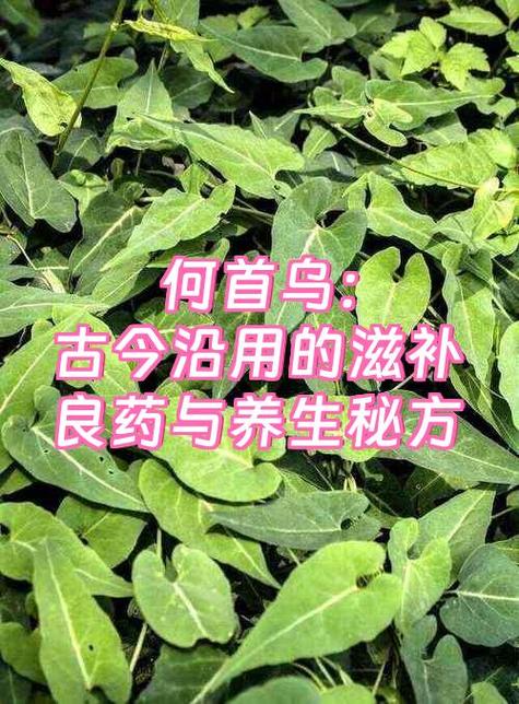 何首乌泡水喝的功效与作用缩略图