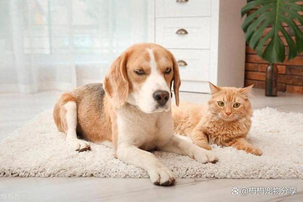 猫肥宅润狗缩略图