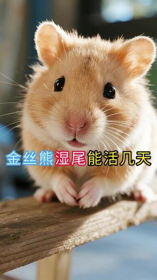 金丝熊容易养活吗游戏截图