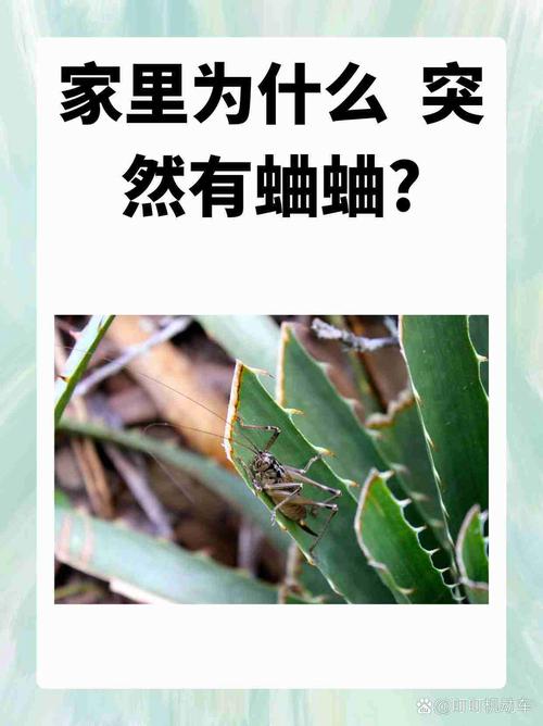 蛐蛐在屋里叫有什么预示吗缩略图