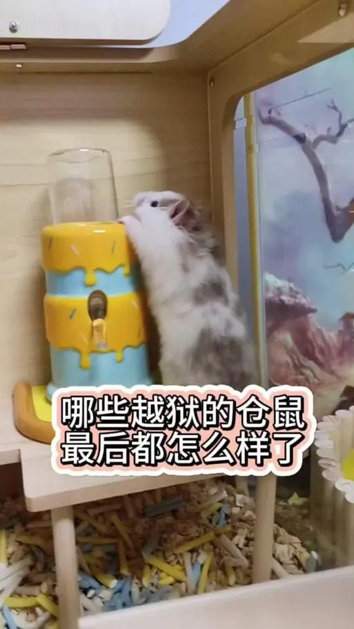 仓鼠丢弃会影响运势吗缩略图