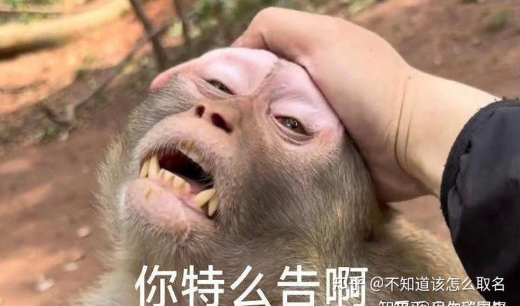 广西猴子表情包缩略图
