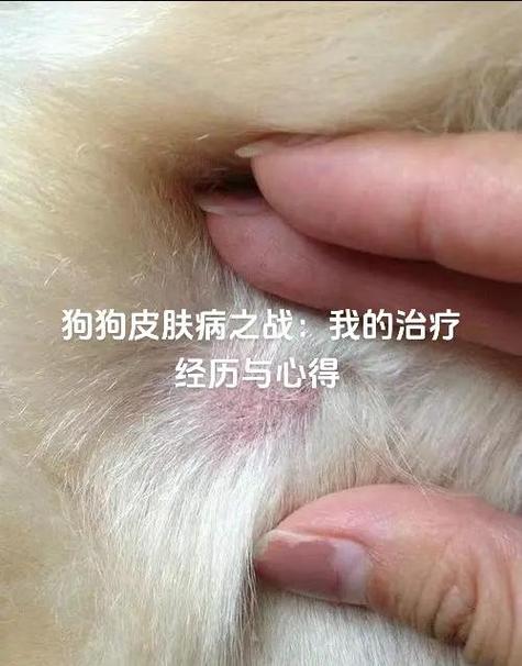 狗狗背上长了个肉疙瘩缩略图