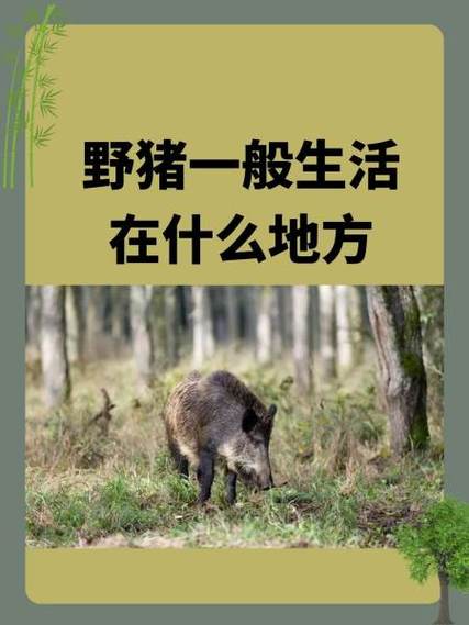 什么药水能引来野猪呢