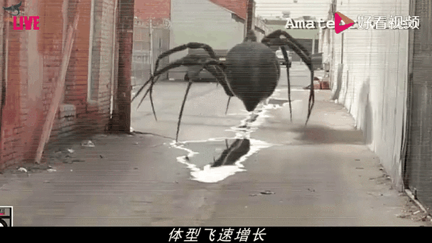 20蜘蛛sv框架变形缩略图