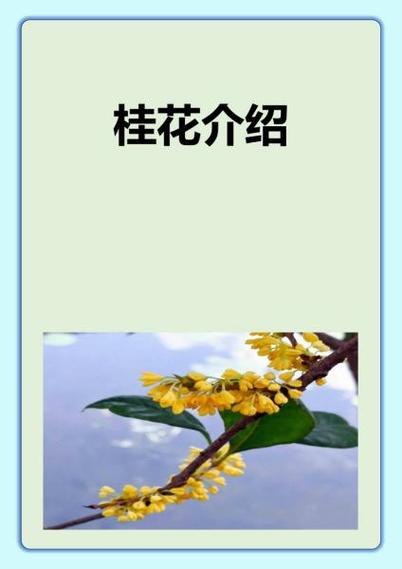 桂花的详细资料缩略图