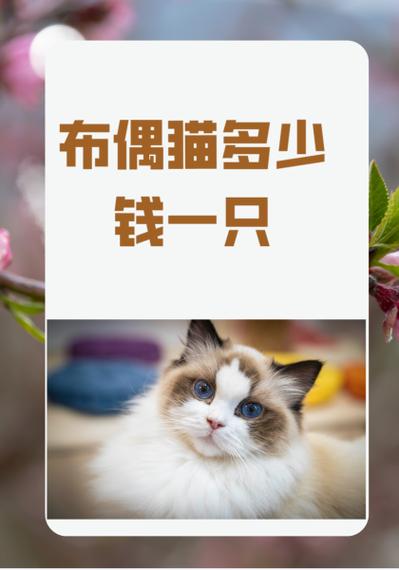 宠物猫一般多少钱缩略图