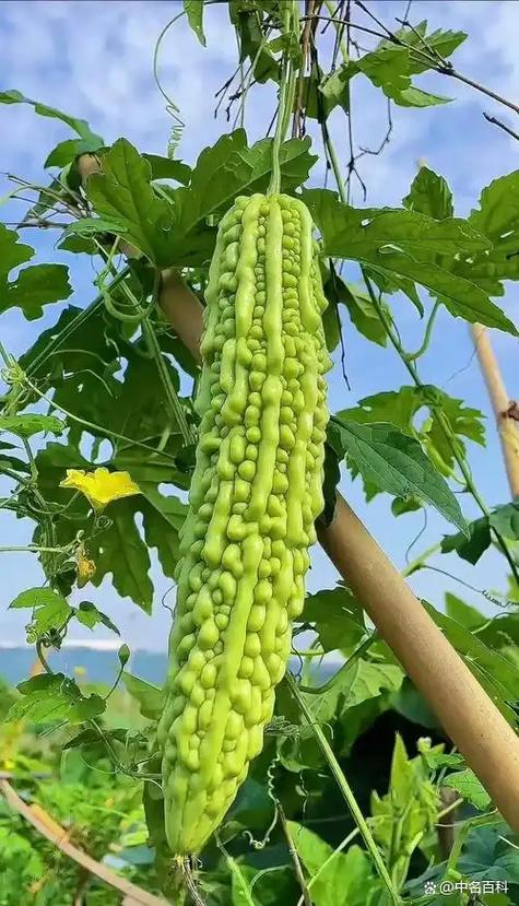苦瓜喜阴还是喜阳缩略图