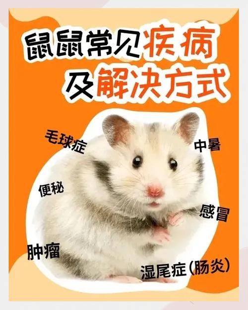 仓鼠寿命能活几年啊游戏截图