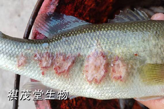 鱼死了鳃白了还能吃吗缩略图
