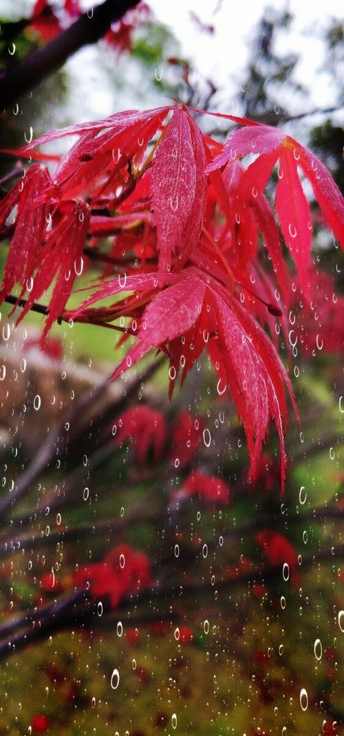 春雨全集免费高清版在线观看缩略图