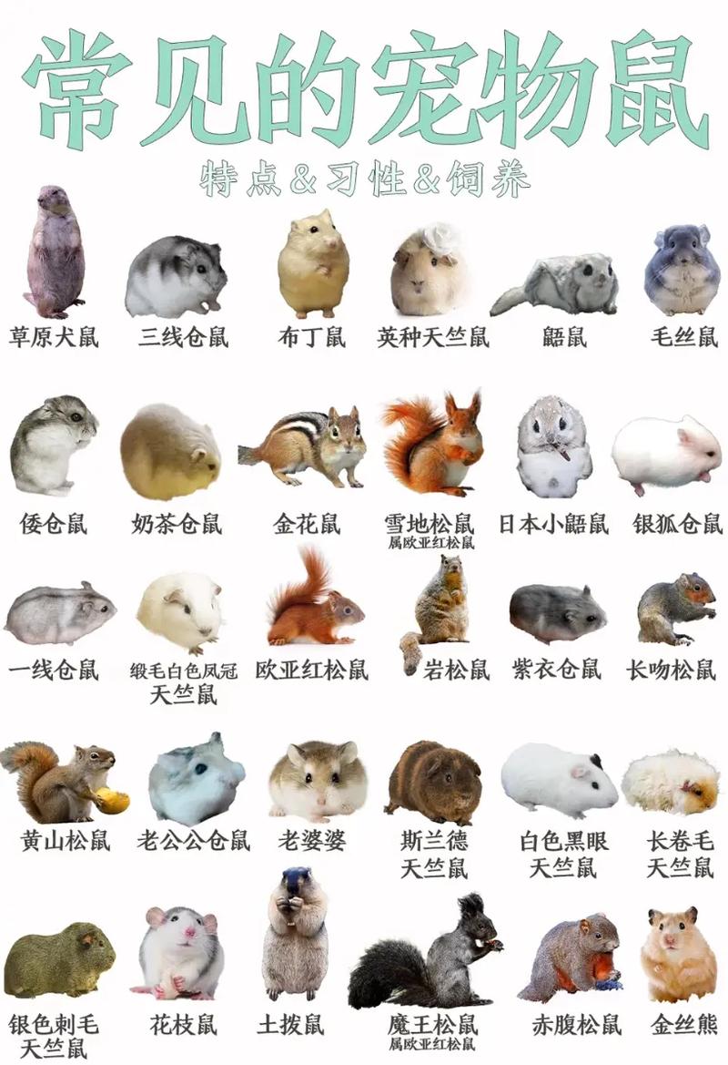 松鼠症仓库更新列表4游戏截图