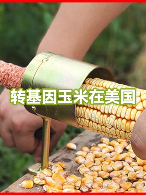 玉米转官网缩略图