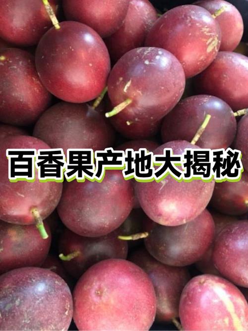 百香果哪里的产地最好游戏截图