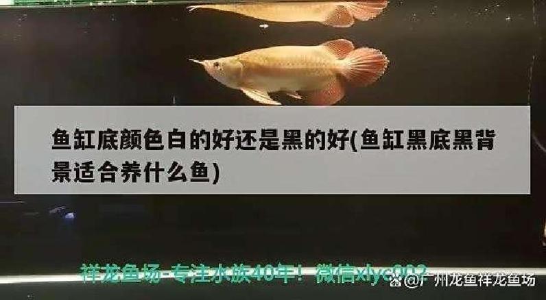 鱼缸黑背景好还是白背景好游戏截图
