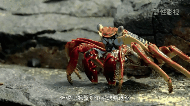 螃蟹搞笑图片大全游戏截图