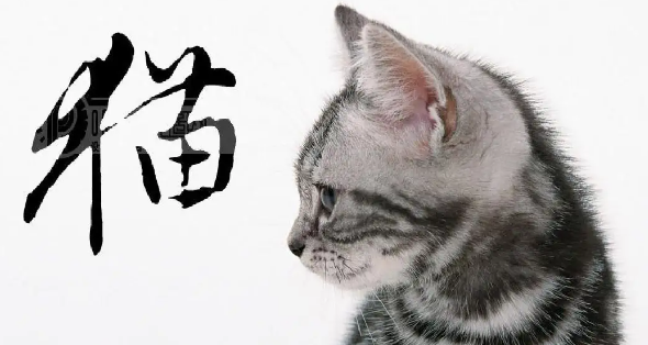 《猫》的作者是谁缩略图