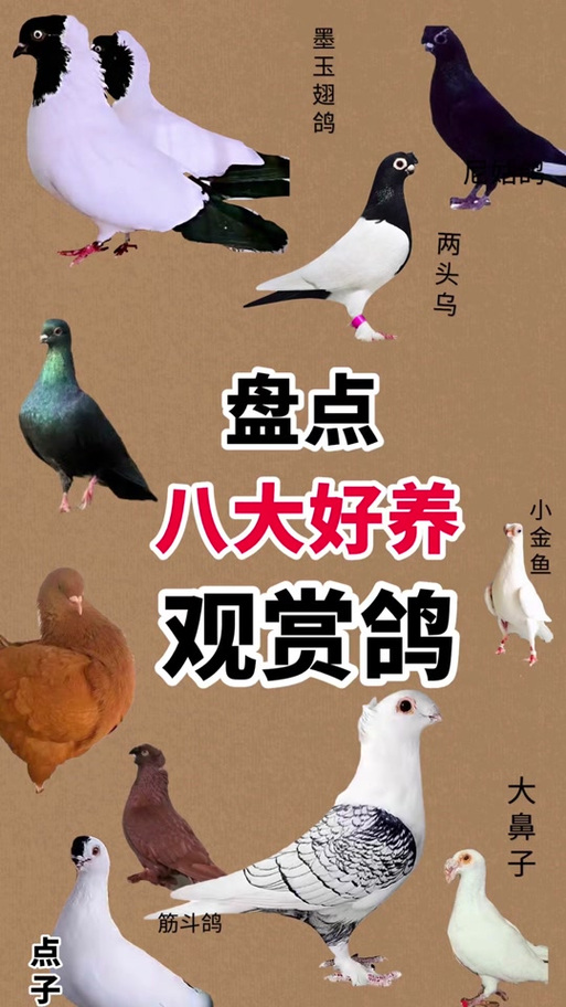 鸽子品种哪个最好游戏截图