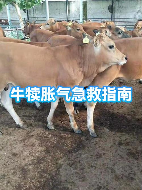 牛肚子胀气的原因游戏截图