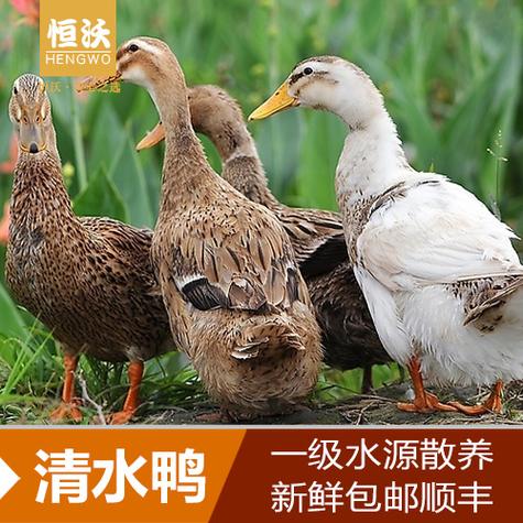 老鸭几年的比较好缩略图