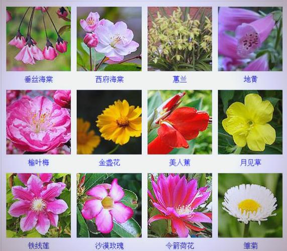 花卉大全500种图片缩略图