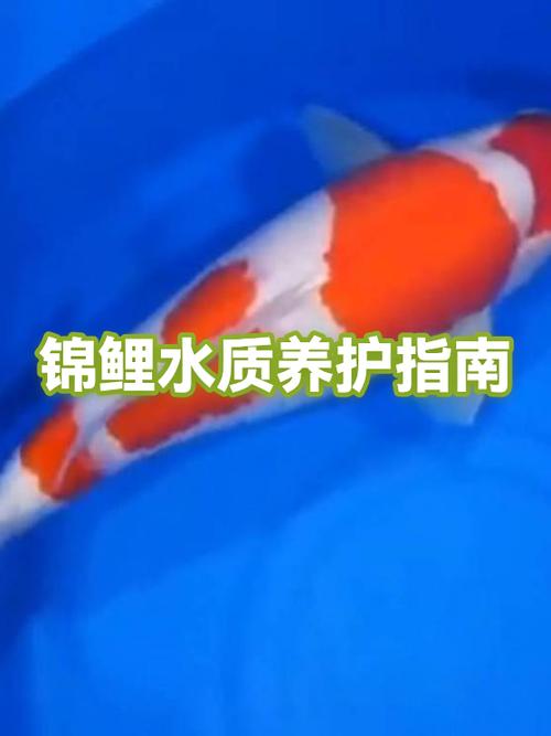 40公分水深可以养锦鲤吗缩略图