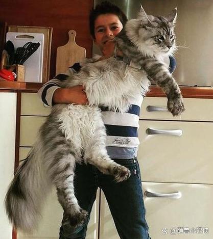 猫咪有几个耳朵缩略图