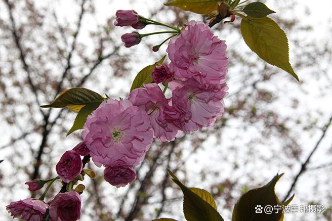 某父樱花缩略图
