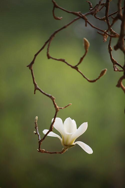 木兰花和玉兰花的区别游戏截图