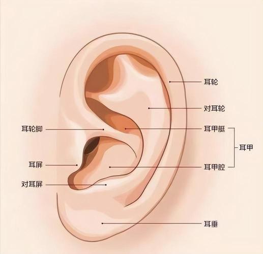 油耳朵掏耳缩略图