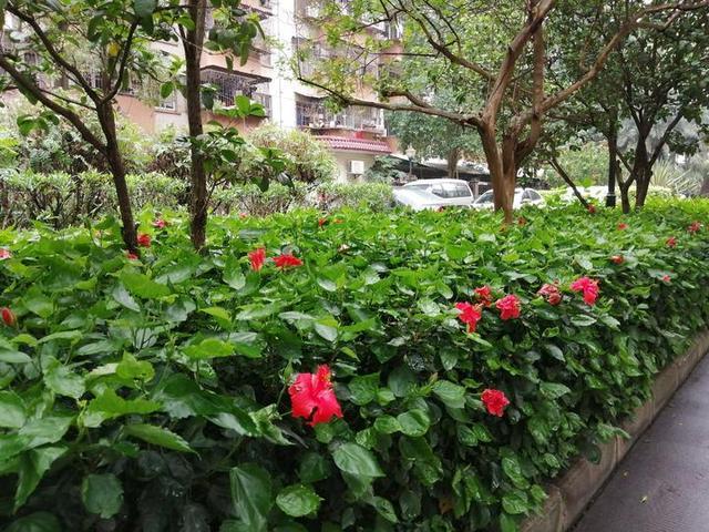 现在开花圃赚钱不缩略图